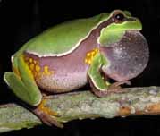 Pine Barrens treefrog (Hyla andersonii)